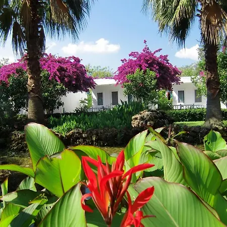 Blue & White Çıralı